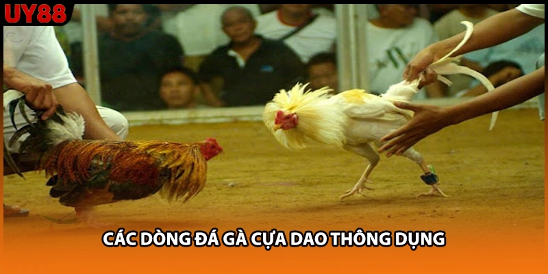 Các dòng đá gà cựa dao thông dụng