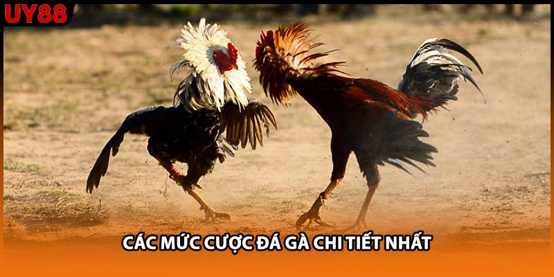 Các mức cược đá gà chi tiết nhất