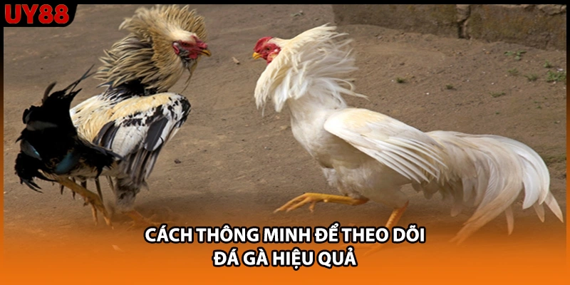 Cách thông minh để theo dõi đá gà hiệu quả