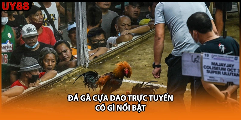 Đá gà cựa dao trực tuyến có gì nổi bật