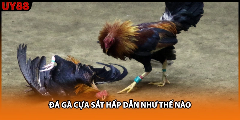 Đá gà cựa sắt hấp dẫn như thế nào