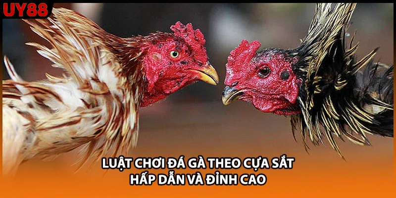 Luật chơi đá gà theo cựa sắt hấp dẫn và đỉnh cao