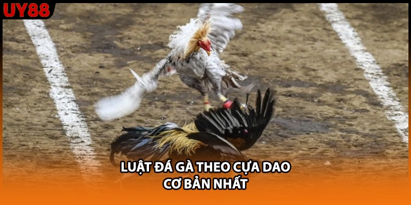 Luật đá gà theo cựa dao cơ bản nhất