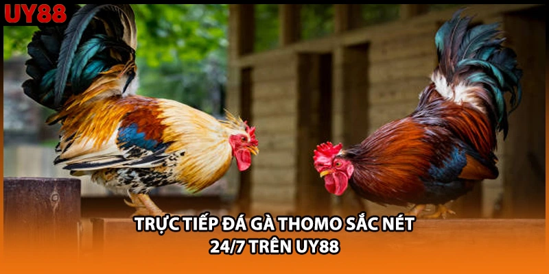 Trực tiếp đá gà Thomo sắc nét 24/7 trên UY88